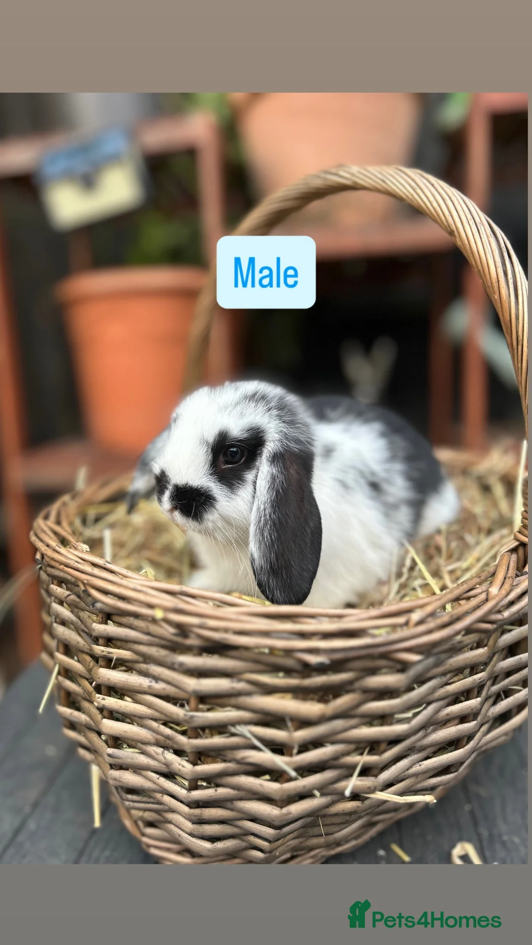 Mini Lop rabbits for sale: Mini lop baby rabbits - Advert 2