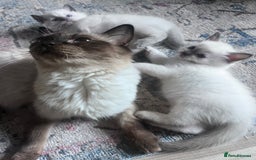 Ragdoll cats for sale: Pure breed ragdolls - Image 5