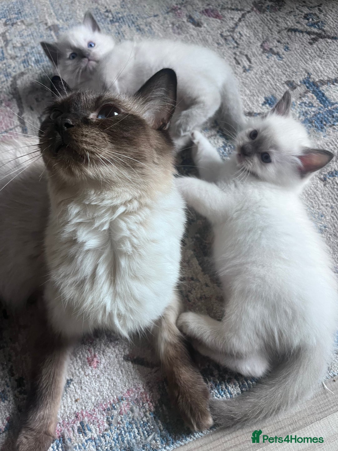 Ragdoll cats for sale: Pure breed ragdolls - Image 5