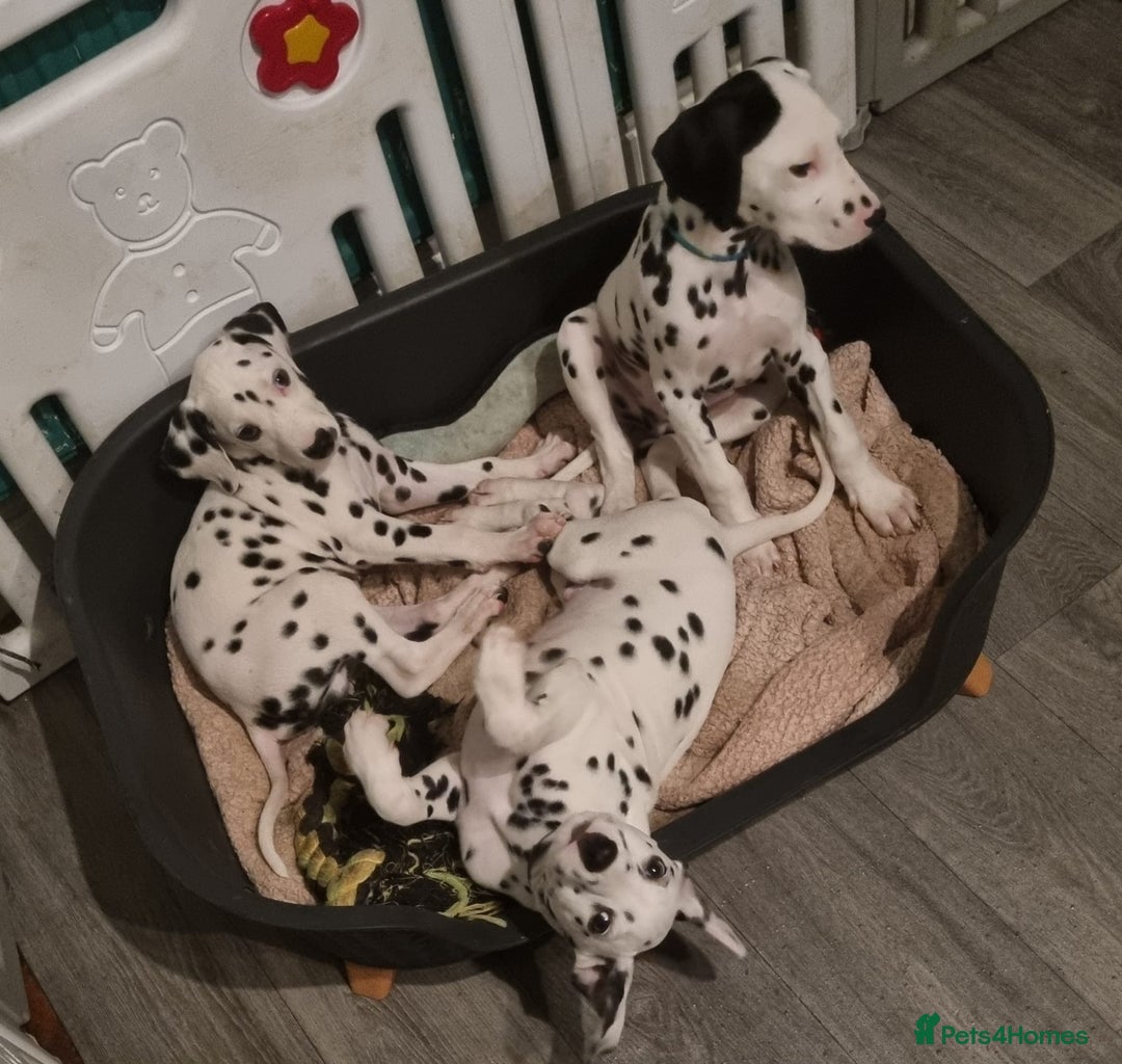 Dalmatian dogs for sale: 💙 beautiful KC registered litter of Dalmations 🩷 in Normanton - Image 4