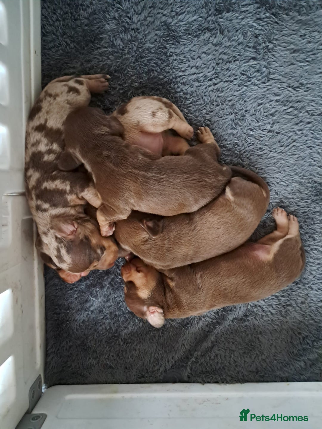 Dachshund dogs for sale: 4 absolutely gorgeous dachshund girls  - Advert 11