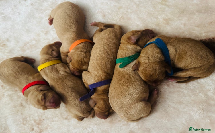 Labrador Retriever dogs - Advert 7