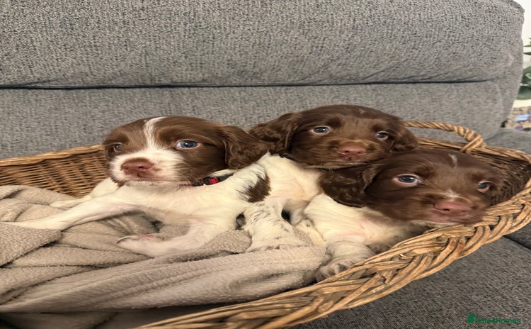 English Springer Spaniel dogs - Advert 1