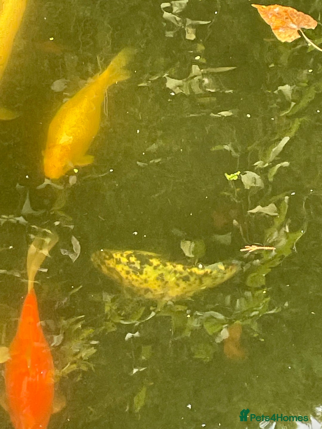 Koi Carp fish for sale: Koi Carp for Sale (rehoming due to baby and dog)  - Advert 16