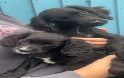 Cocker Spaniel dogs for sale: KC Working Cocker Spaniels available now - Image 2