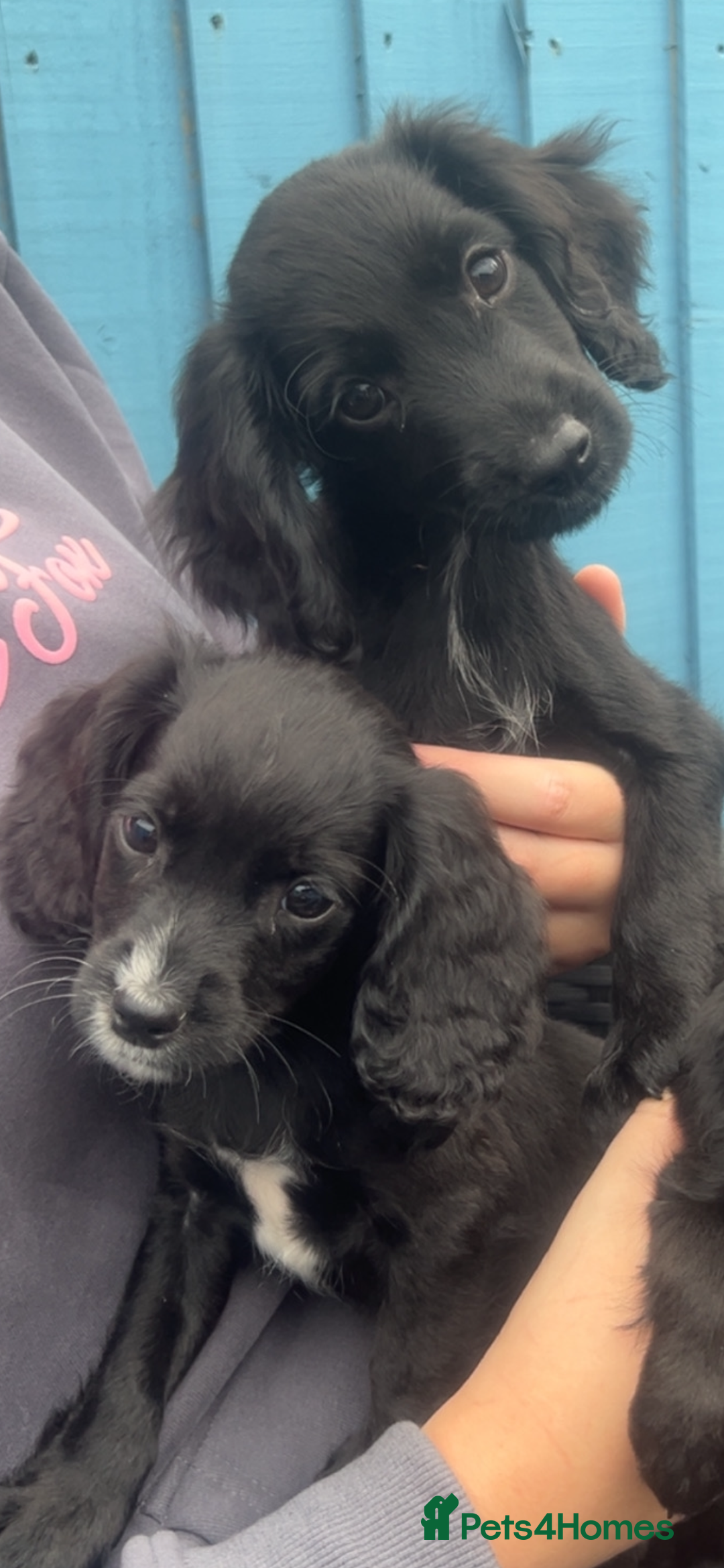 Cocker Spaniel dogs for sale: KC Working Cocker Spaniels available now - Image 2