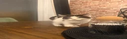 Ragdoll cats for sale: Ragdoll mix shorthair  - Advert 3