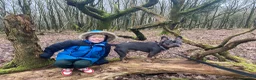 French Bulldog dogs for sale: French bull dog (£200-obo) in Taunton - Advert 7