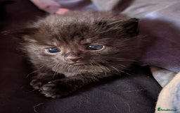 Bombay cats for sale: Black Bombay Male Kitten - Image 6