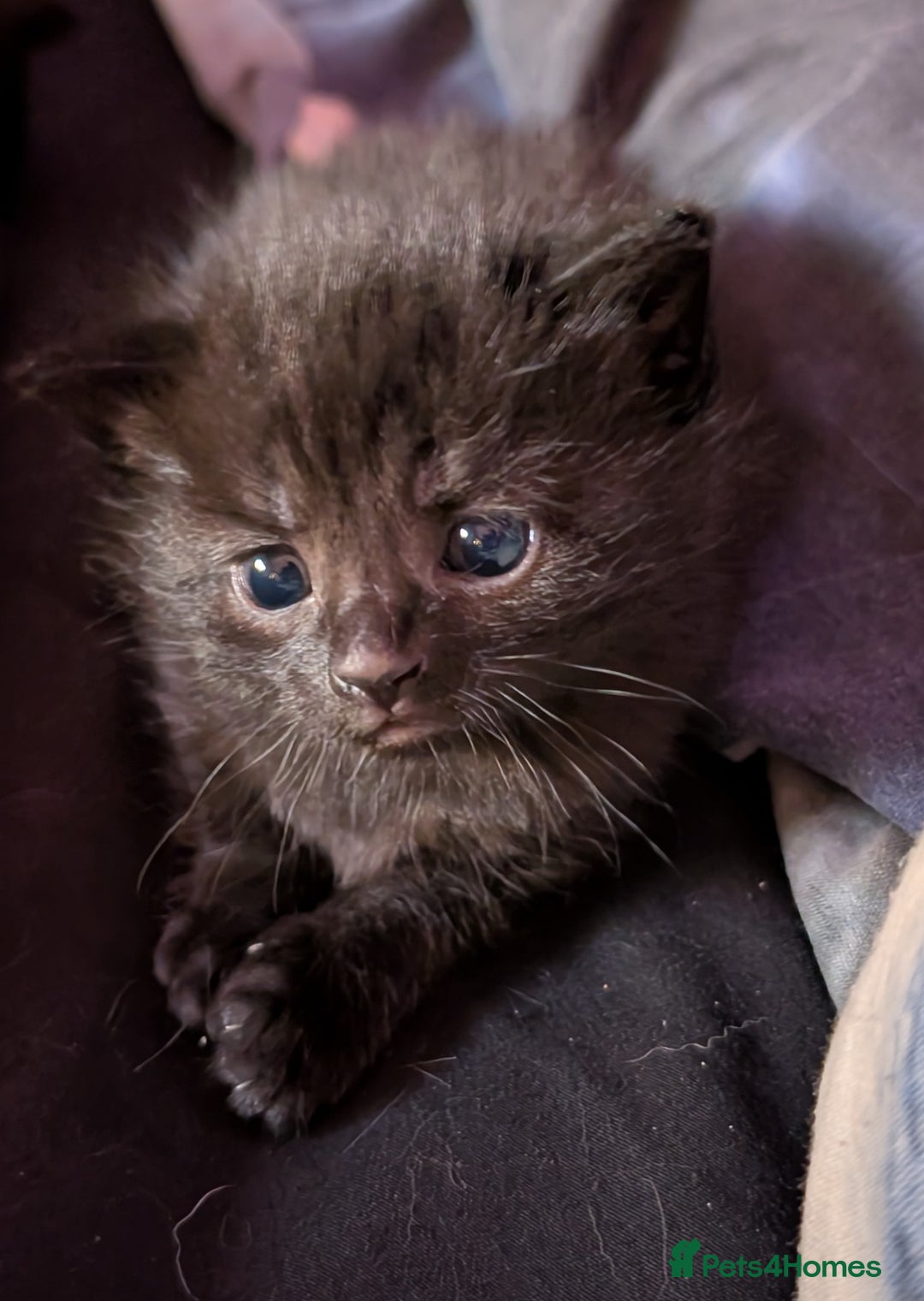 Bombay cats for sale: Black Bombay Male Kitten - Image 6