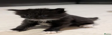 American Shorthair Black with white Girl 