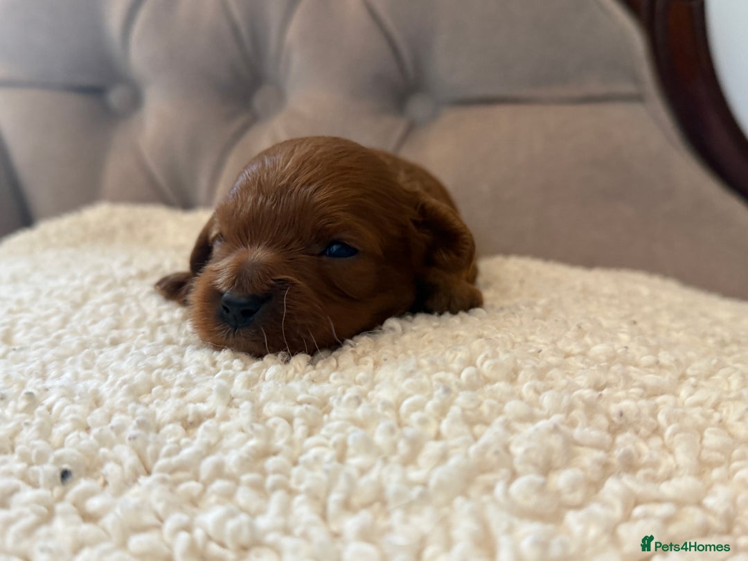 Cavapoo dogs for sale: 🧸teddy bear cavapoos 🧸 - Advert 14