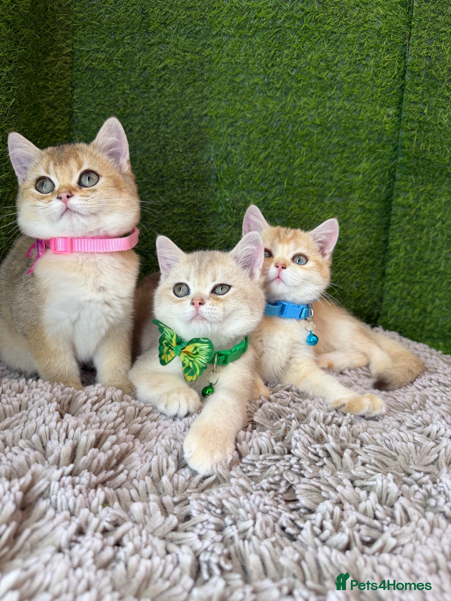 British Shorthair cats Unique British shorthair golden kittens GCCF - Advert 10