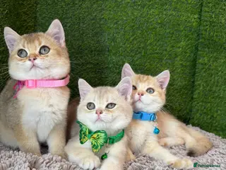 British Shorthair cats Unique British shorthair golden kittens GCCF - Advert 1