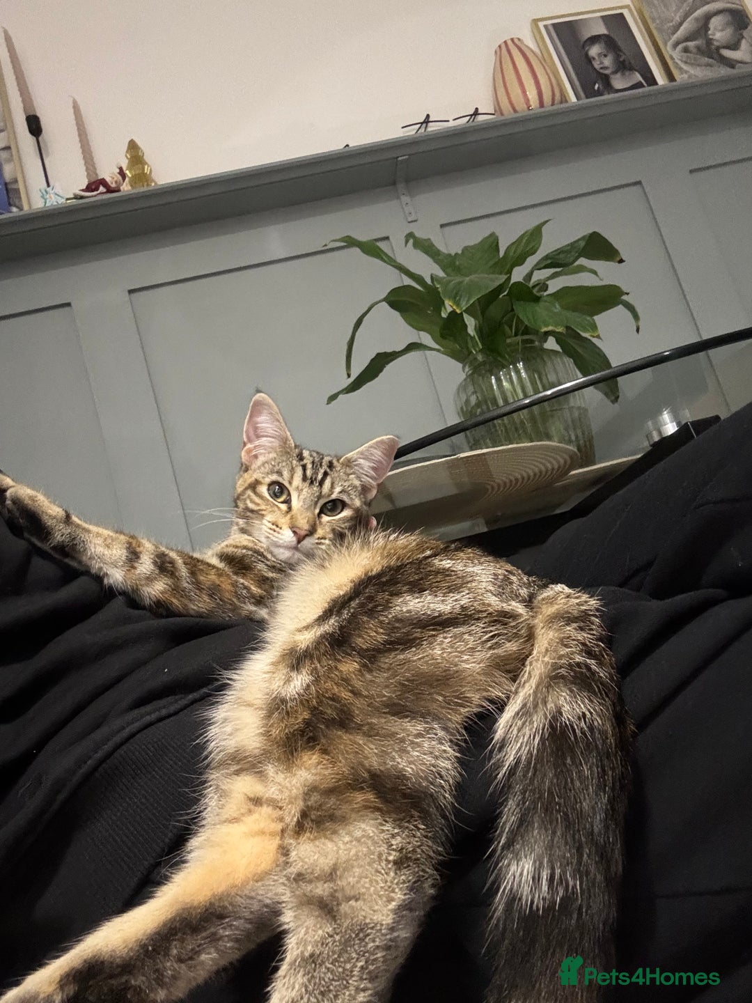 Mixed Breed cats for sale: Delilah - Maine Coon Cross  - Advert 4
