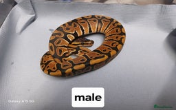 Python Snake reptiles for sale: Royal Python Morphs Males - Image 6