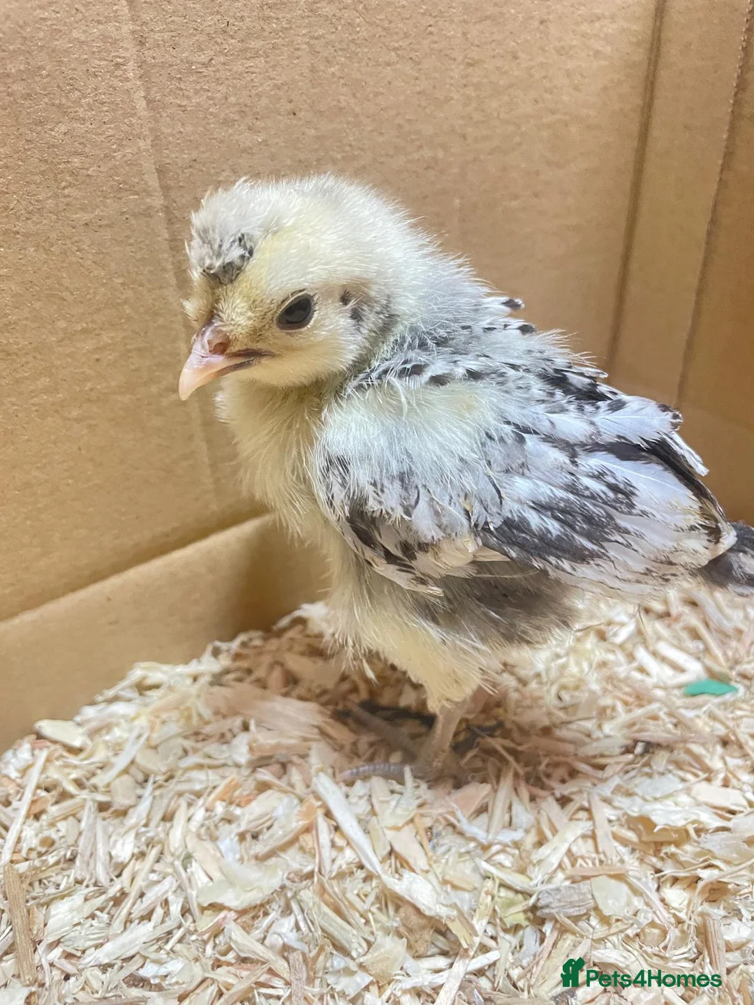 Chickens poultry for sale: 2 and 3 week old chicks available for loving homes in Sudbury - Advert 2