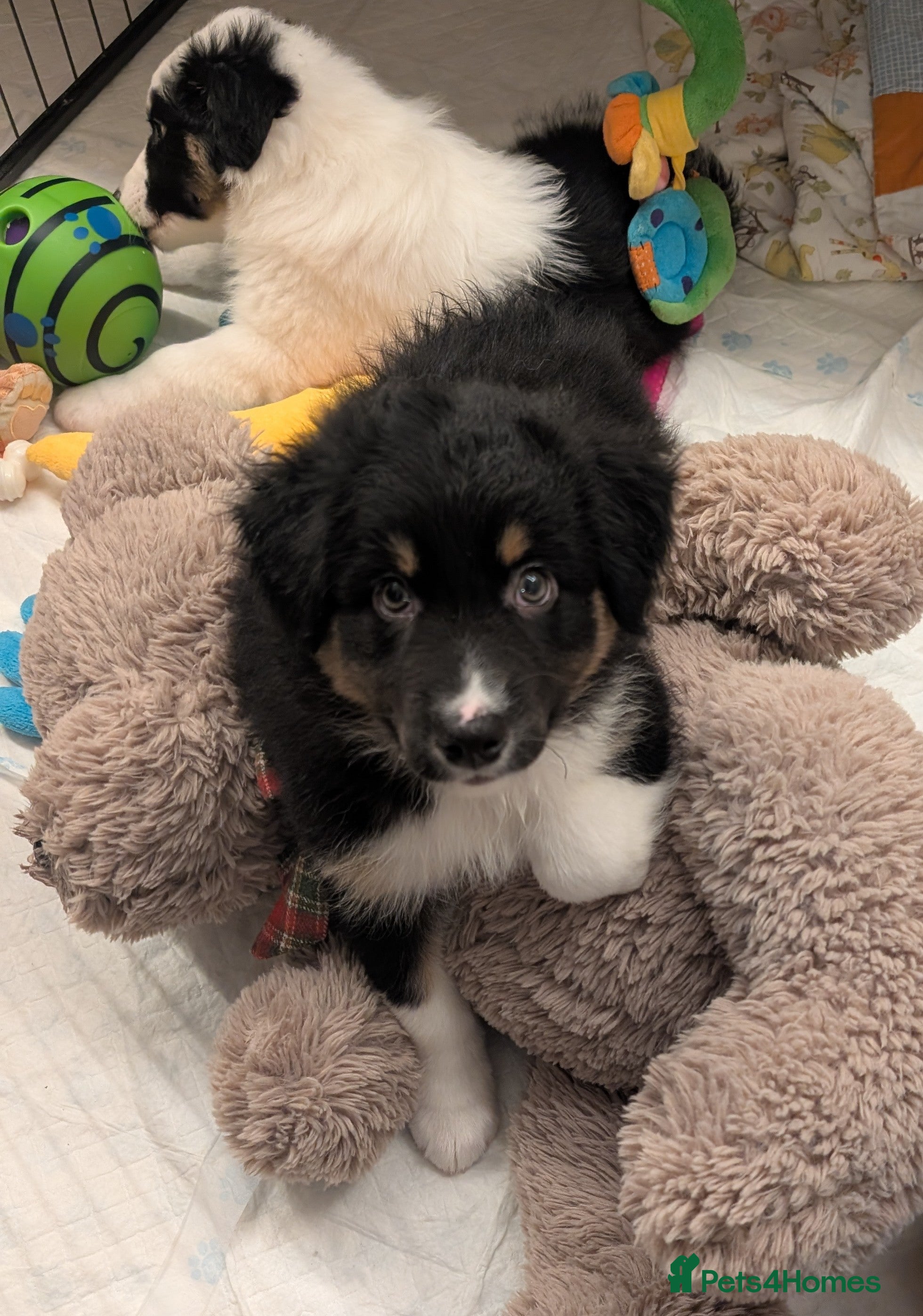 Australian Shepherd dogs "Price Drop"🌟🌟🌟Australian shepherd puppies  - Advert 9