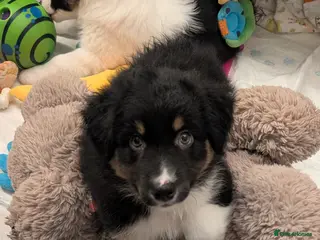 Australian Shepherd dogs "Price Drop"🌟🌟🌟Australian shepherd puppies - Advert 9