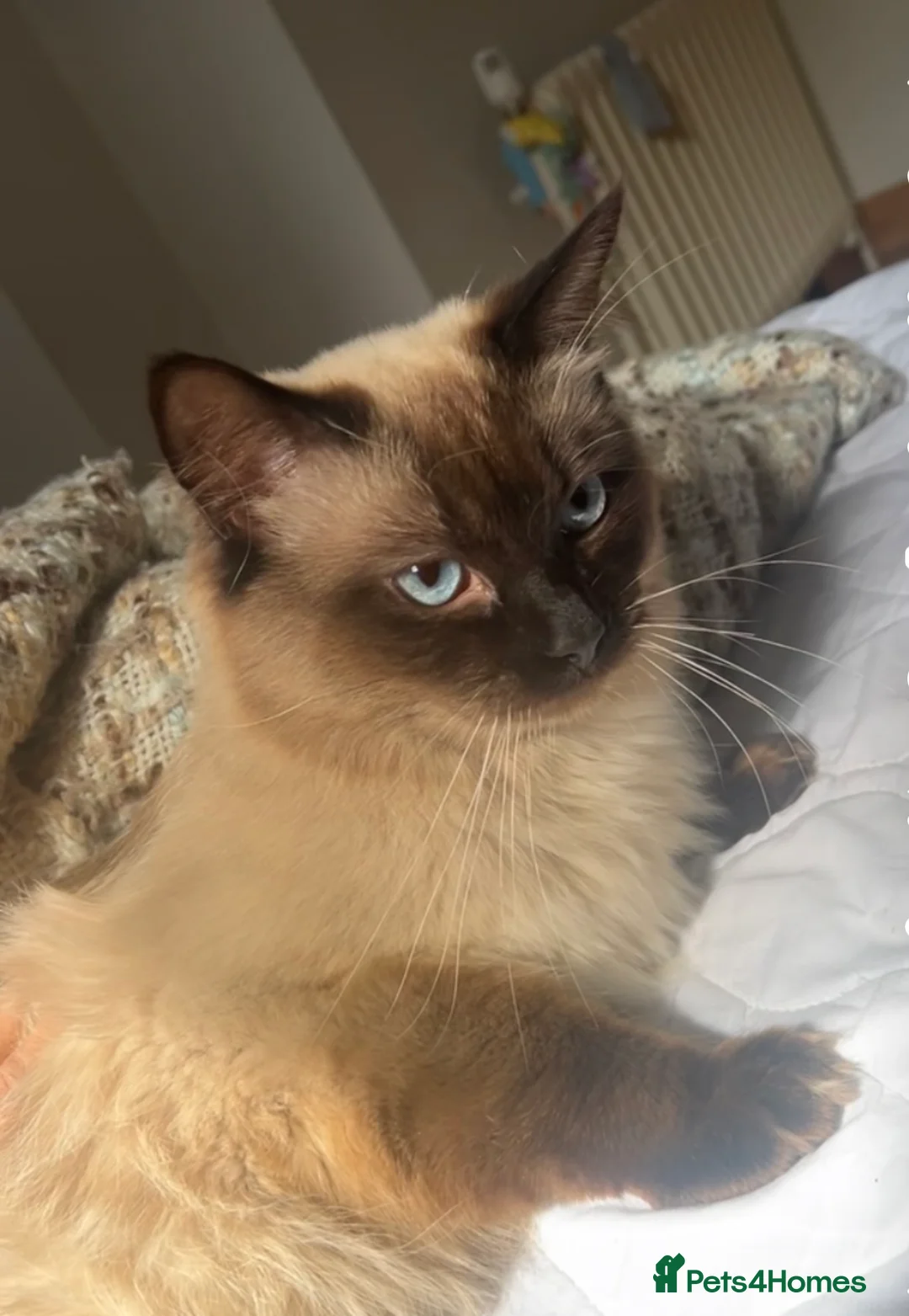 Ragdoll cats for sale: Ragdoll - Advert 1