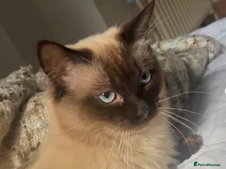 Ragdoll cats Ragdoll - Advert 2