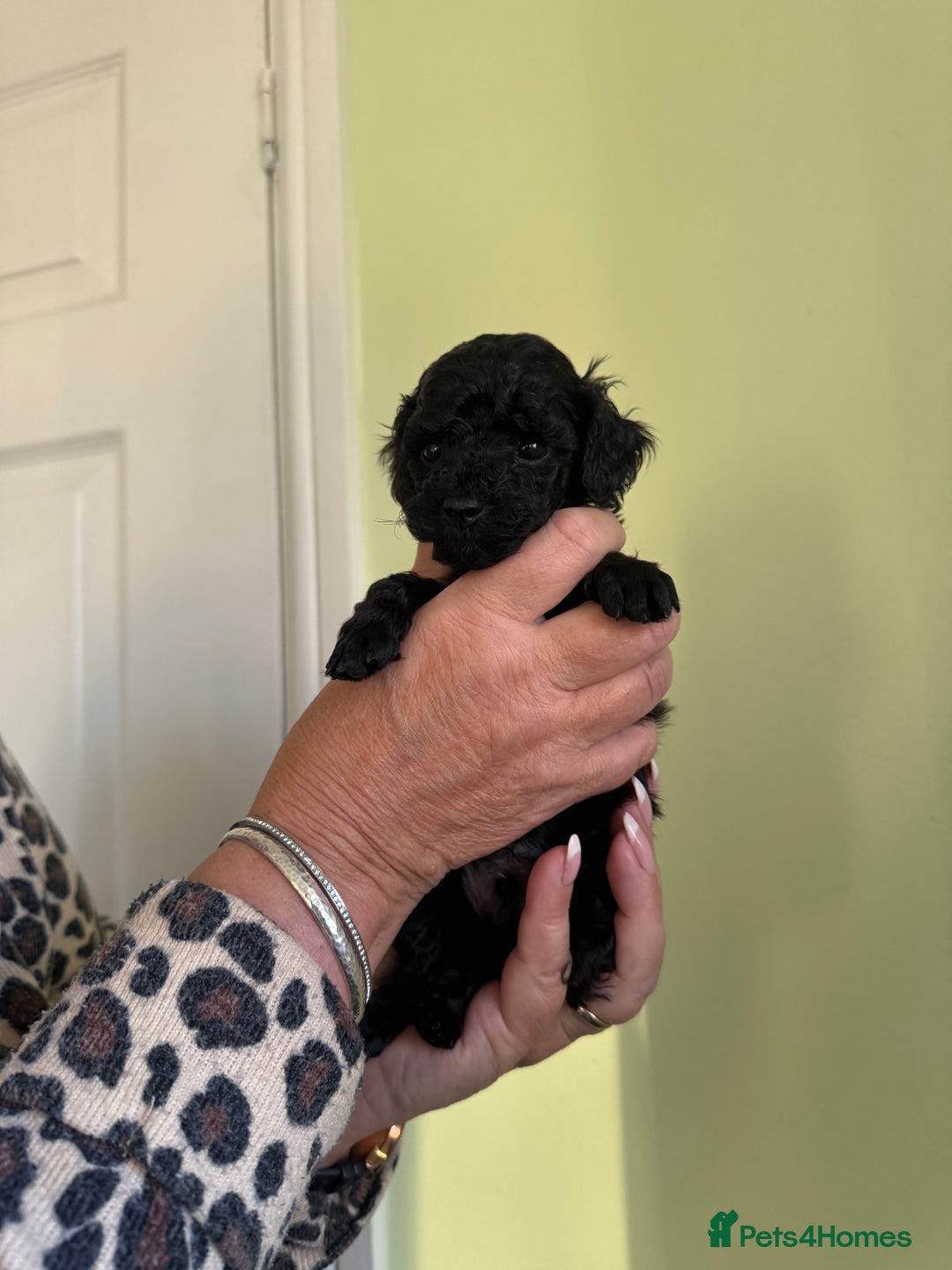 Toy Poodle dogs for sale:  2 Beautiful Tiny Toy poodle Boys available  - Advert 3
