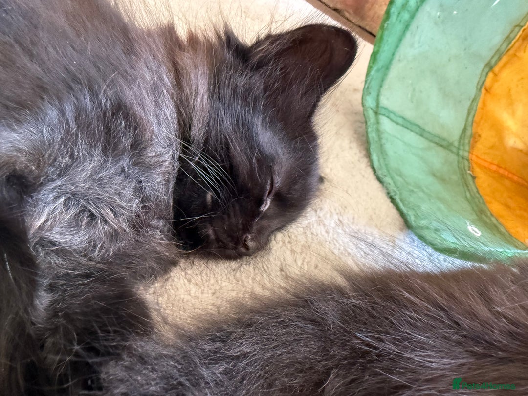 Mixed Breed cats for sale: Beautiful Maine Coon cross kittens - Image 10