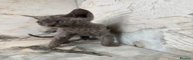 Devon Rex 4