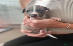 Whippet dogs for sale: Blue Whippet Puppies for Sale - Advert 6