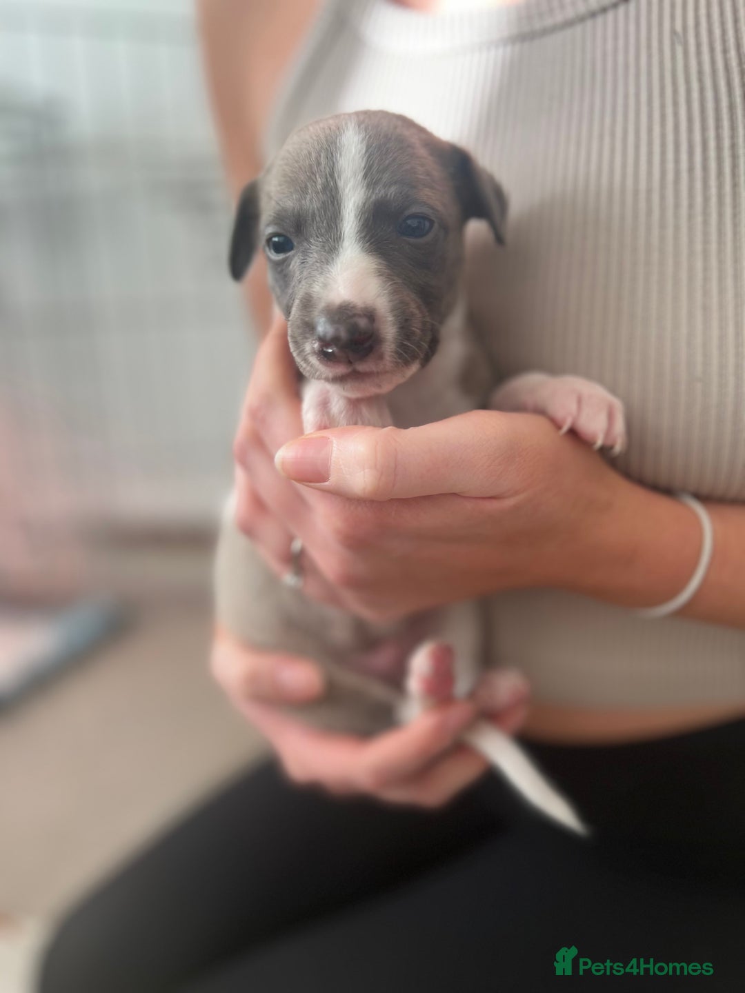 Whippet dogs for sale: Blue Whippet Puppies for Sale - Advert 6