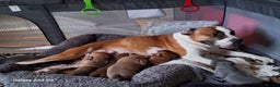 American Bulldog dogs for sale: 11 little hearts need their forever home - Advert 13