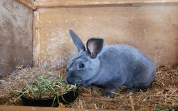 Rex rabbits for sale: 2 x stunning Mini Rex bucks  - Image 11