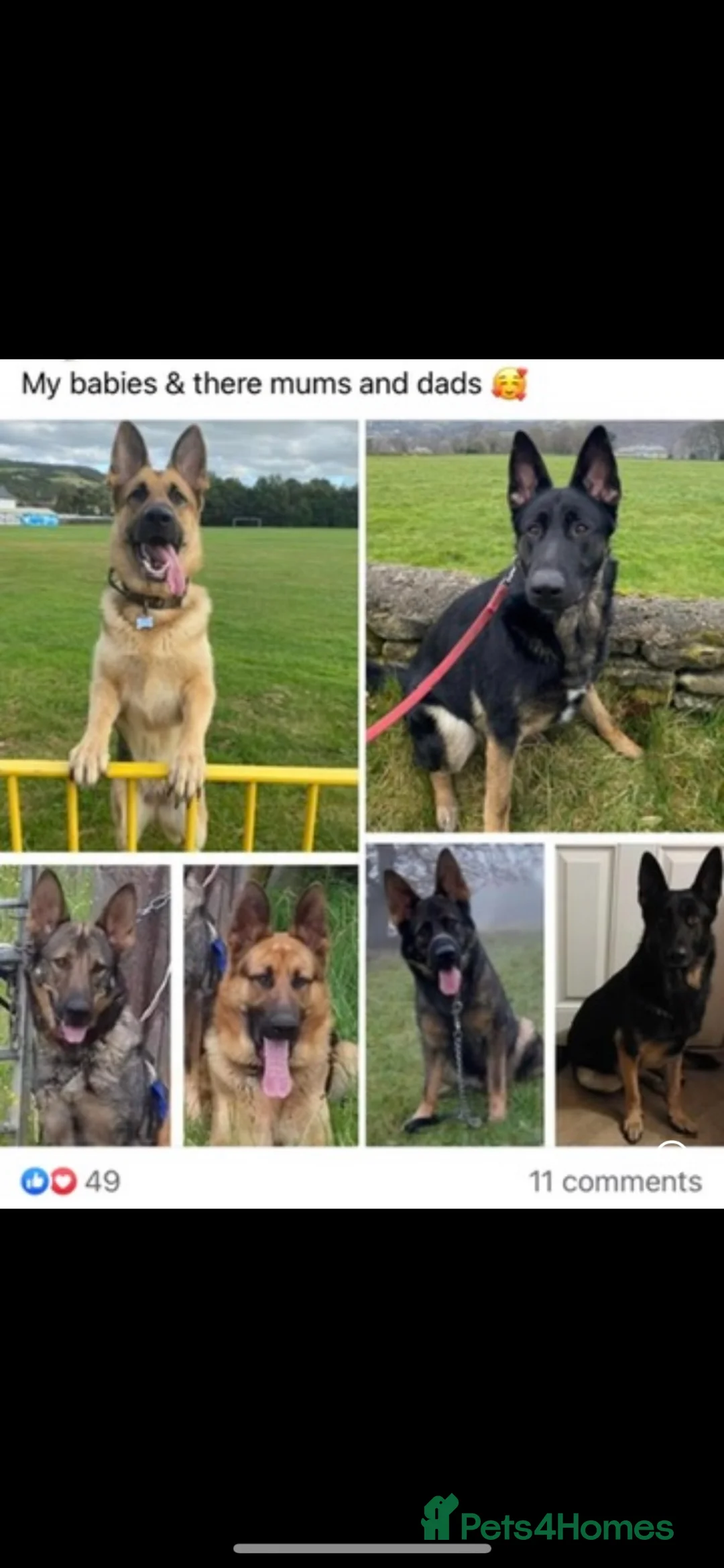 German Shepherd dogs for sale: Dm clear German shepherd pups born on the 19th sep - Advert 2