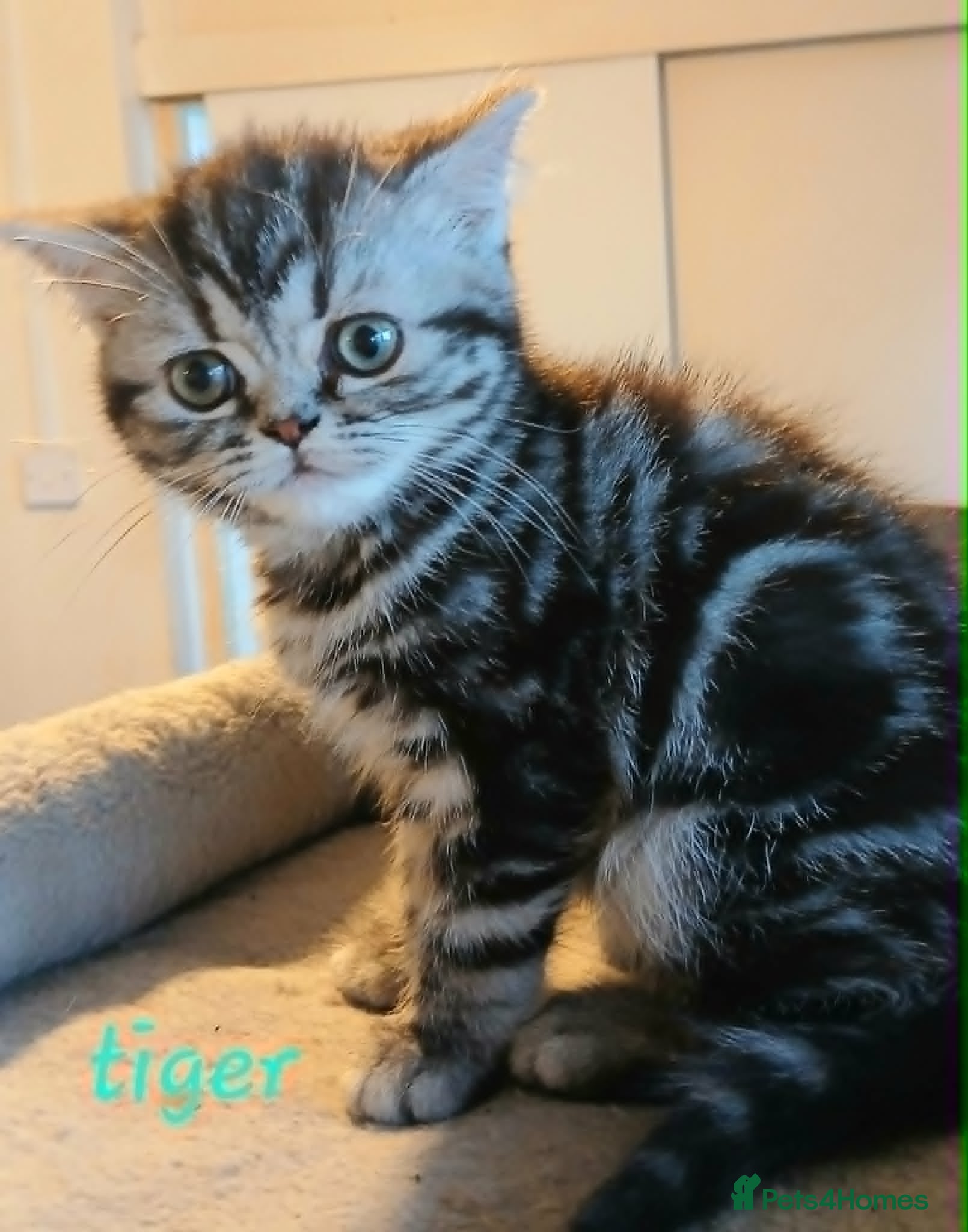 British Shorthair cats Bsh. Silver clasic tabby . - Advert 1