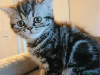 British Shorthair cats Bsh. Silver clasic tabby . - Advert 1
