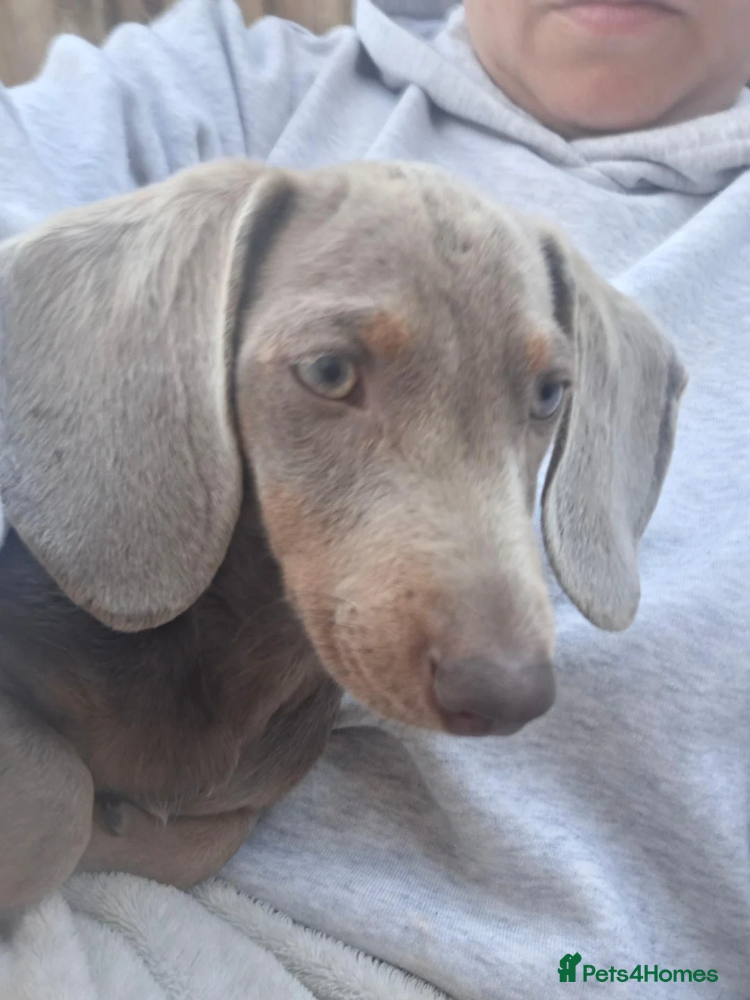Dachshund dogs for sale: Stunning blue male daschund  - Advert 2
