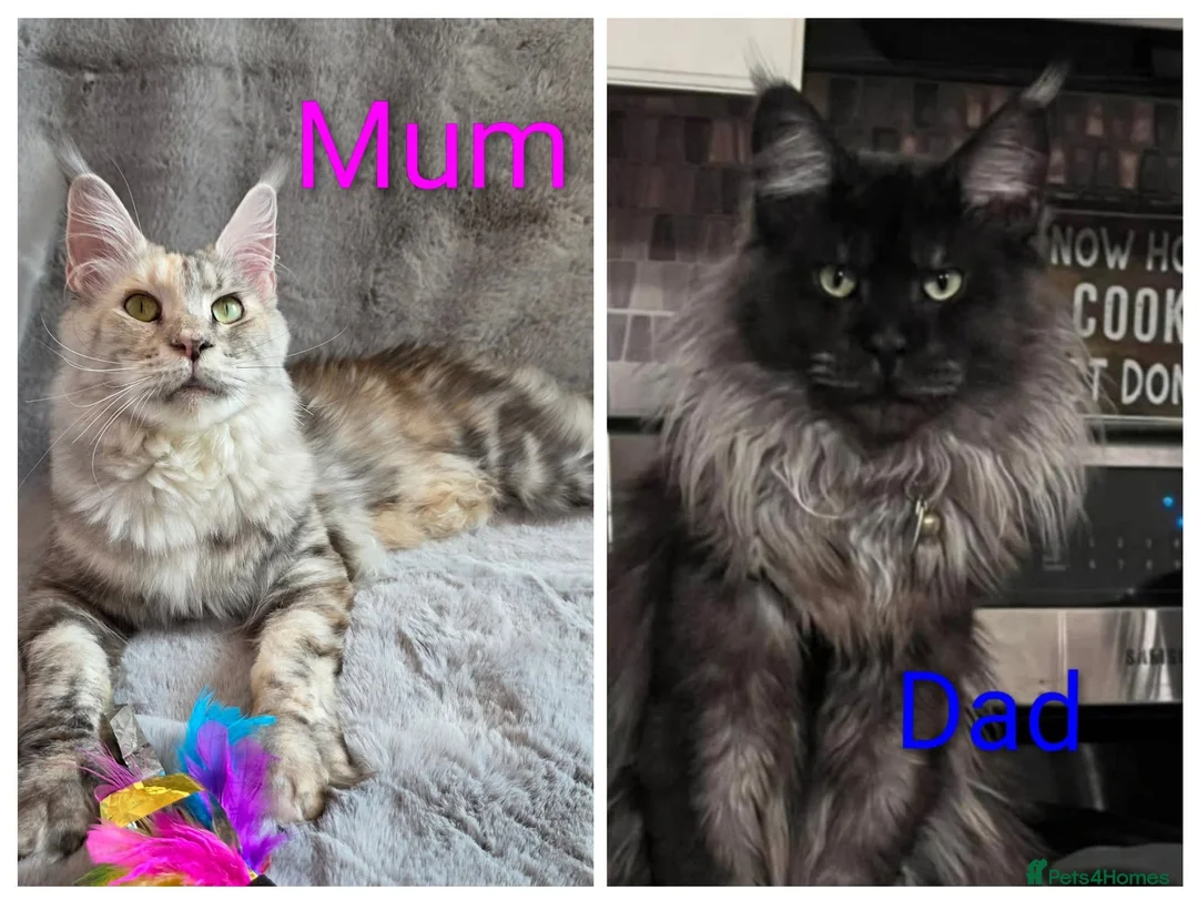 Maine Coon cats for sale: Last Stunning GCCF reg. Maine Coon Boy! - Advert 2