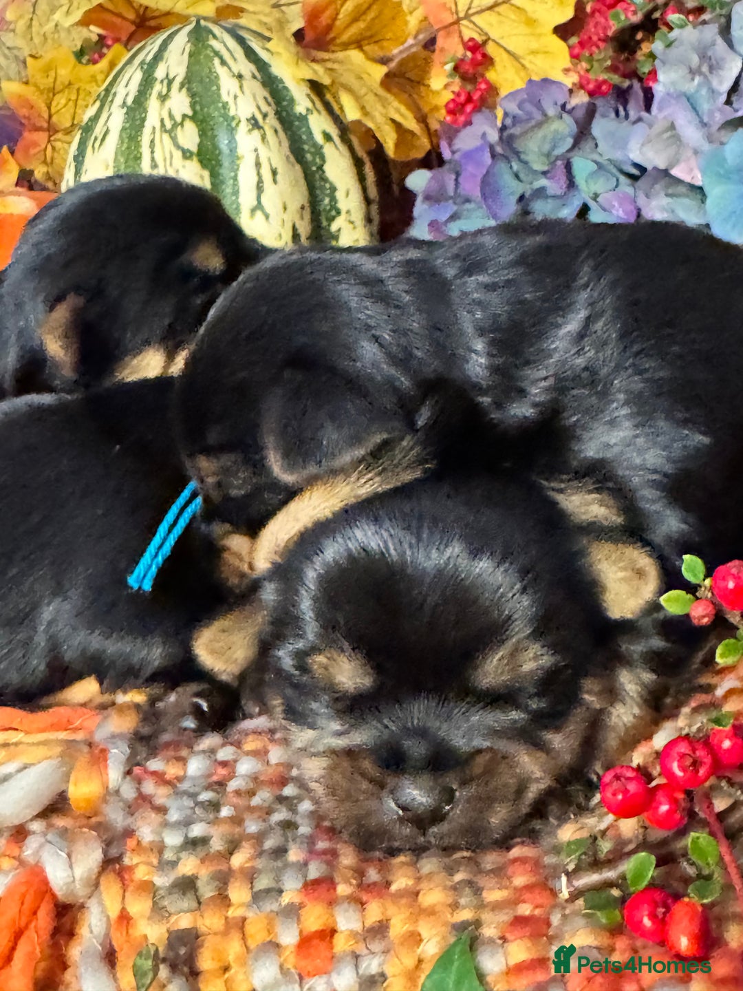 Yorkshire Terrier dogs for sale: 🐾 KC Reg Pedigree Yorkshire Terrier Puppies - Image 4