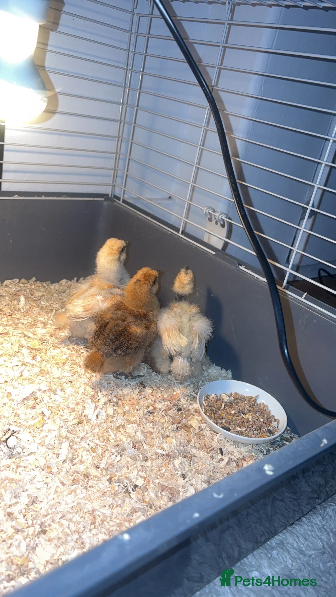 Chickens poultry for sale: Silkie chicks for sale  - Advert 1