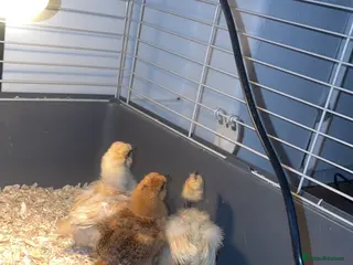 Chickens poultry Silkie chicks for sale - Advert 15