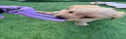 Mixed Breed dogs for sale: Ready to leave!!! - Advert 15