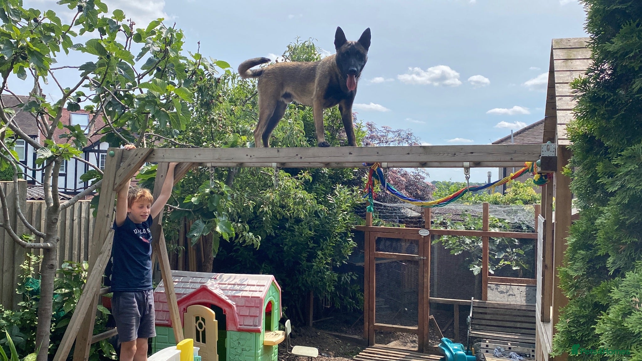 Belgian Shepherd Dog dogs The one and only Rex - Advert 3