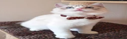 Ragdoll cats for sale: GCCF REGISTERED BEAUTIFUL RAGDOLLS KITTENS  - Advert 6