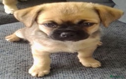 Maltipoo dogs for sale: Maltipoo - Image 19