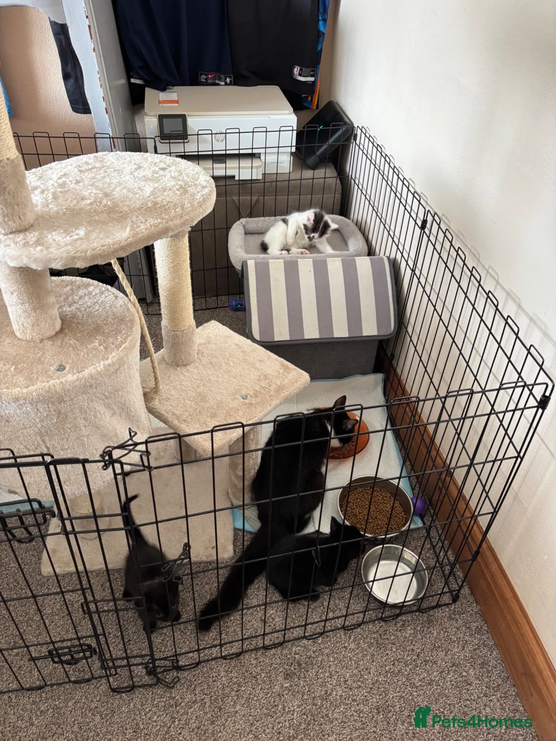 Mixed Breed cats for sale: Beautiful kittens for forever homes  in Newark - Advert 2