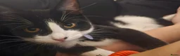 Domestic Shorthair cats for sale: Male Tuxedo Kitten in St. Neots - Advert 1