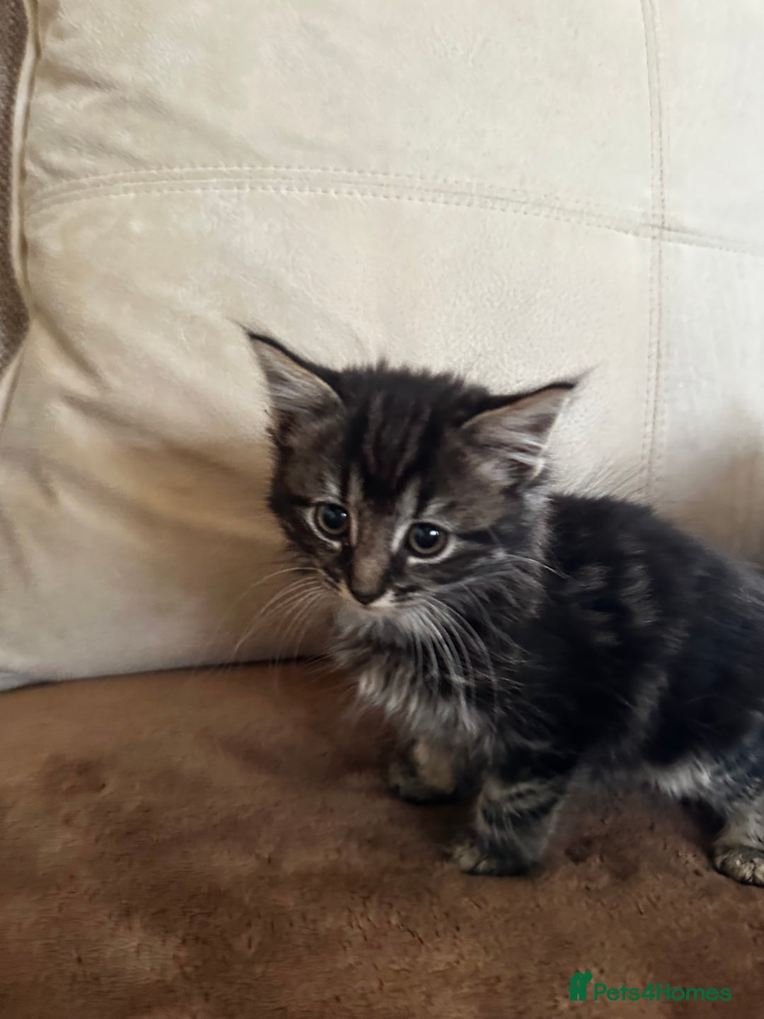 Siberian cats for sale: 5 beautiful miniature kittens  - Advert 9