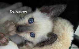 Oriental cats for sale: 8 supersoft GCCF registered Oriental kittens  - Image 16