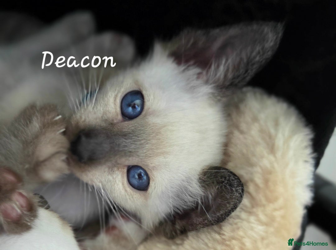 Oriental cats for sale: 8 supersoft GCCF registered Oriental kittens  - Image 16