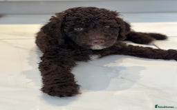 Mixed Breed dogs for sale: Goldendoodle/Australian double doodles  - Image 19